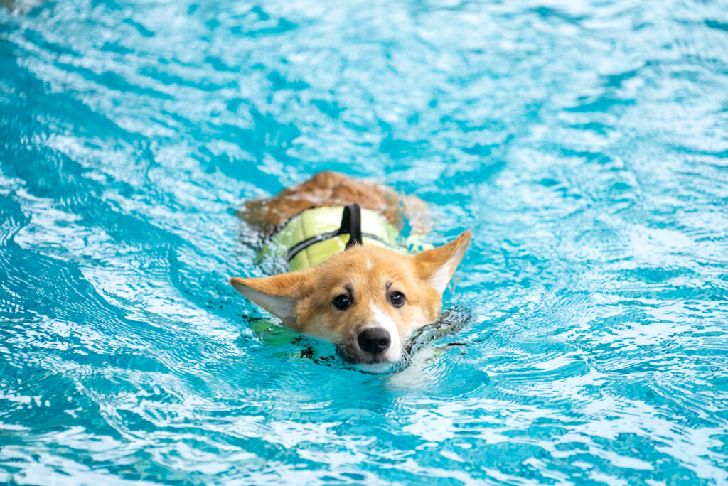  É aconselhável colocar colete salva-vidas enquanto o bichinho aprende a nadar.